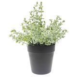 Sale Eucalyptus Plant Green 23cm 