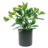 Sale Variegated Polyscias Plant Green 31
