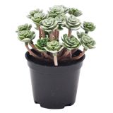 Sale Roseum Plant Green 13cm 