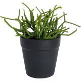 Sale Pencil Cactus Plant Green 15cm 