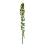 String of Pearls Plant Green 71cm 