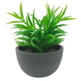 Potted Succulent Plant Green 17cm 