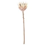 Dried Look King Protea Open Stem Natural