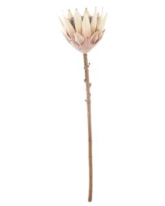 Sale Dried Look King Protea Open Stem Na
