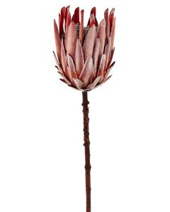 Sale Dried Look King Protea Closed Stem 