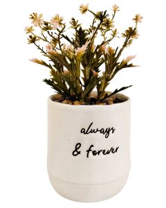 Positivity Quote Always & Forever Potted